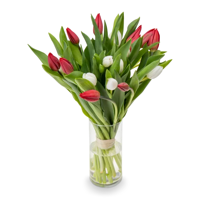 Kytice červených a bílých tulipánů